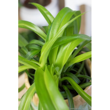 Chlorophytum comosum 'Green Bonnie'