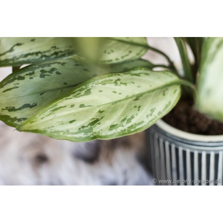 Aglaonema 'Maria Christina'