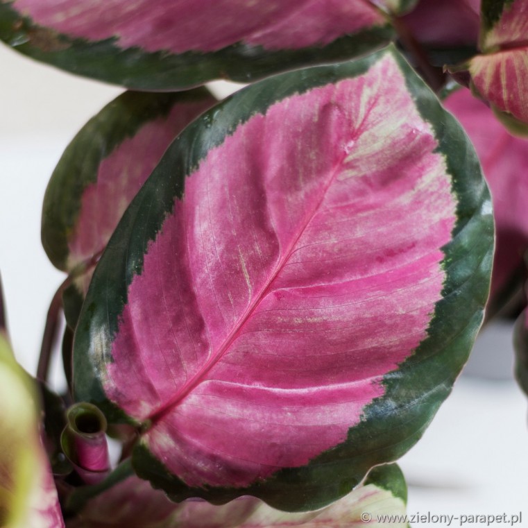 Calathea roseopicta 'Rosy' Kalatea różowokropkowana ...