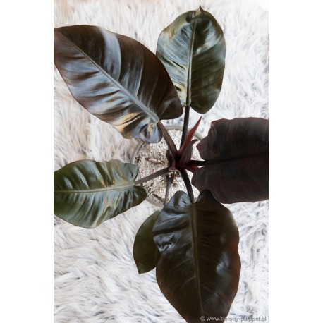 Philodendron 'Black Cardinal' Filodendron