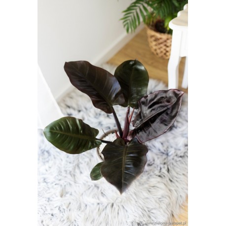 Philodendron 'Black Cardinal' Filodendron