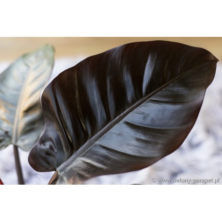 Philodendron 'Black Cardinal' Filodendron