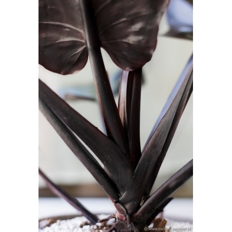 Philodendron 'Black Cardinal' Filodendron