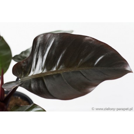 Philodendron 'Black Cardinal' Filodendron