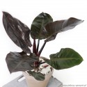 Philodendron 'Black Cardinal' Filodendron