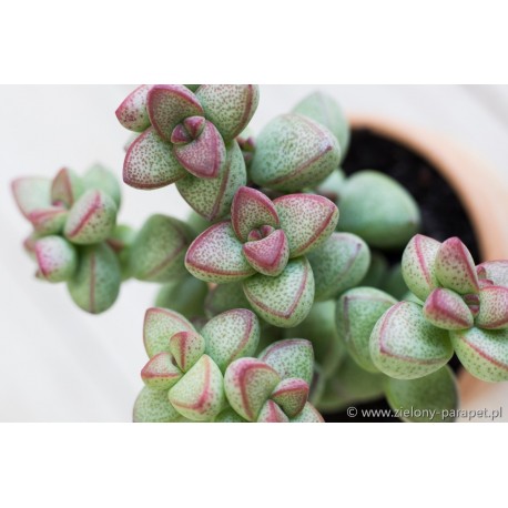 Crassula commutata