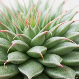 Graptopetalum filiferum