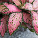 Fittonia 'Pink Special'