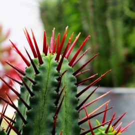 Euphorbia pentagona