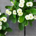 Wilczomlecz okazały 'White' Euphorbia milii