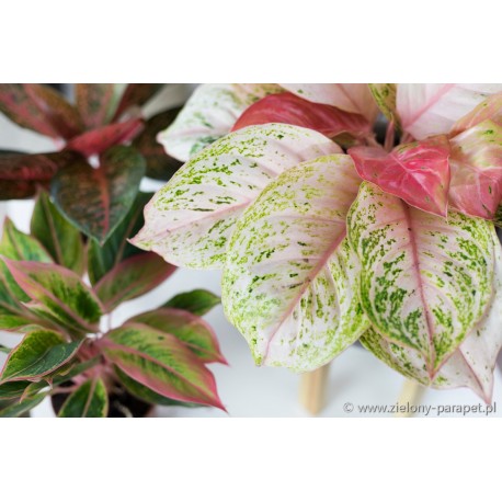  Aglaonema Bidadari  Zielony parapet