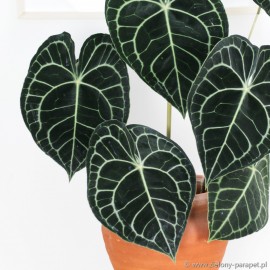 Anthurium clarinervium