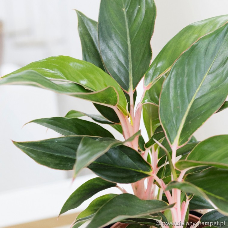  Aglaonema  Black  Lipstick  Zielony parapet