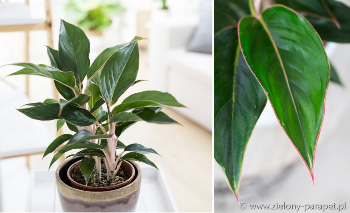  Aglaonema  Black  Lipstick  Zielony parapet