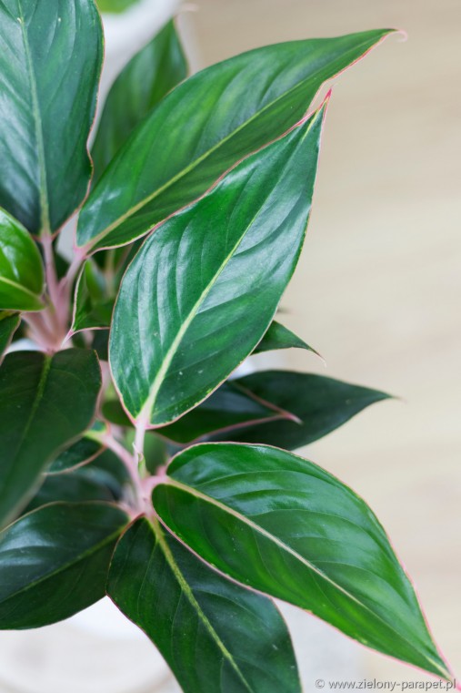  Aglaonema  Black  Lipstick  Zielony parapet