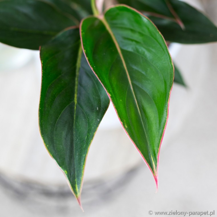  Aglaonema  Black  Lipstick  Zielony parapet