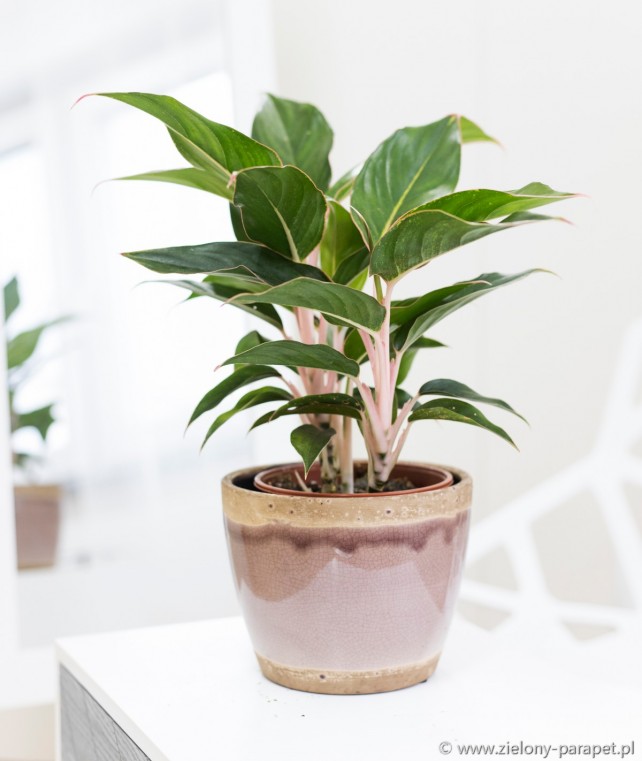  Aglaonema  Black  Lipstick  Zielony parapet