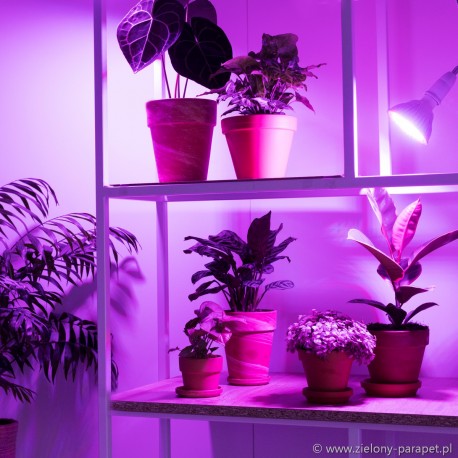 Żarówka LED do uprawy roślin