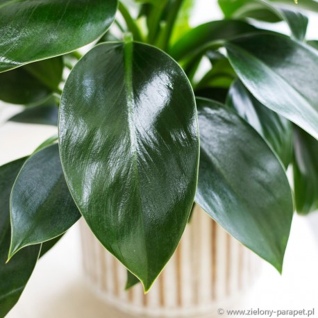 Philodendron 'Green Princess' Filodendron