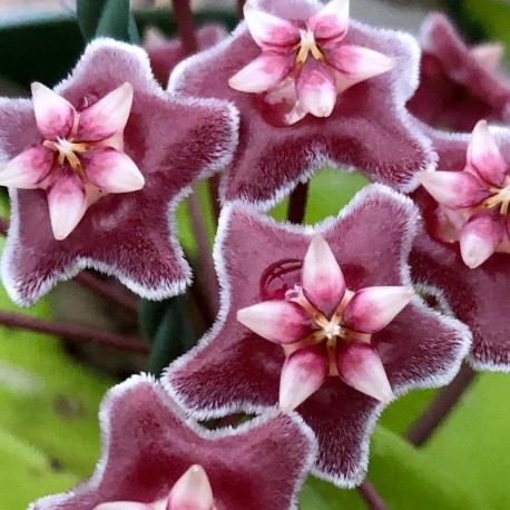 Hoya pubicalyx splash