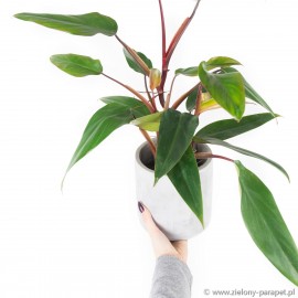 Philodendron erubescens 'Ruby Red' Filodendron