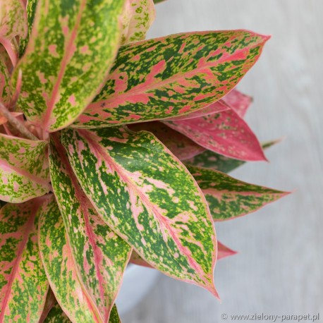 Aglaonema 'Prestige'