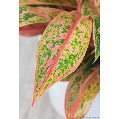 Aglaonema 'Prestige'