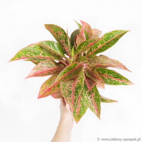 Aglaonema 'Prestige'