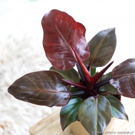 Philodendron Cherry