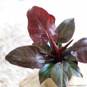 Philodendron 'Cherry' Filodendron