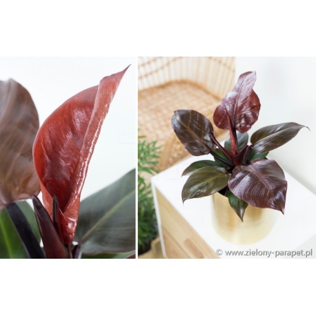 Philodendron Cherry