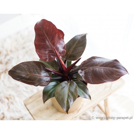 Philodendron Cherry