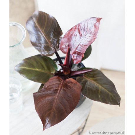 Philodendron Cherry