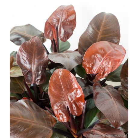 Philodendron Cherry