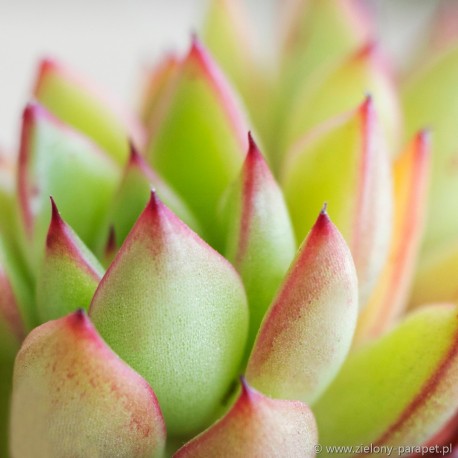 Echeveria agavoides