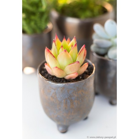 Echeveria agavoides