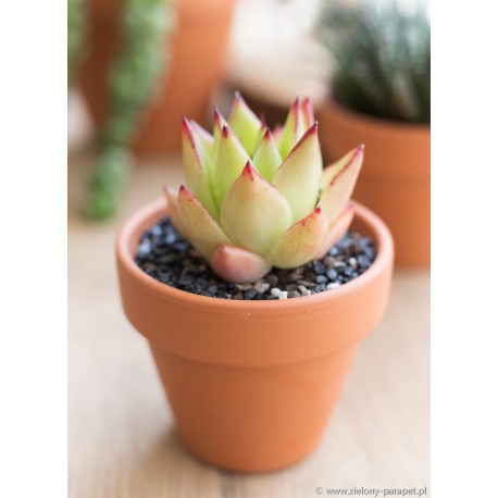 Echeveria agavoides