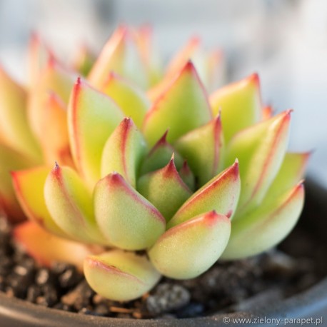 Echeveria agavoides