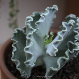 Cotyledon undulata