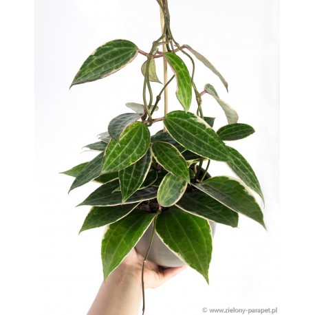 Hoya macrophylla 'Albomarginata'