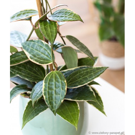 Hoya macrophylla 'Albomarginata'