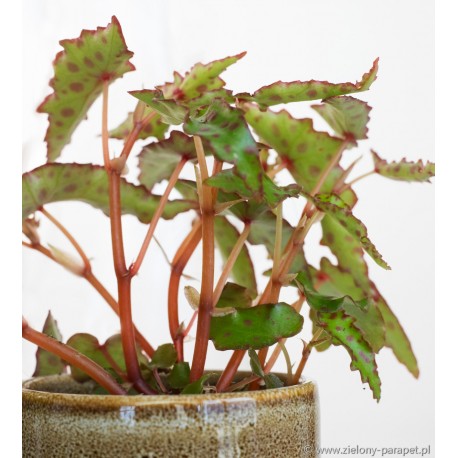 Begonia amphioxus