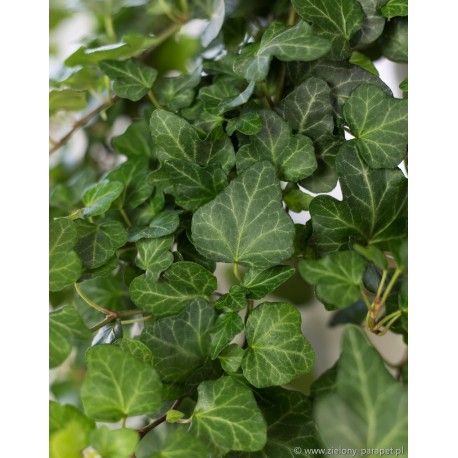 Hedera helix 'Wonder' Bluszcz