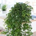 Hedera helix 'Wonder' Bluszcz