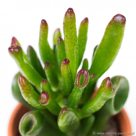 Crassula ovata 'Hobbit'