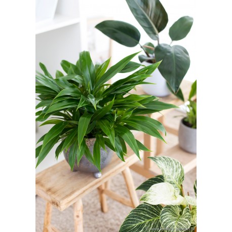Philodendron 'Little Phil' Filodendron