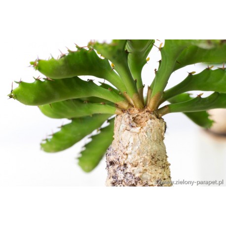 Euphorbia stellata Wilczomlecz