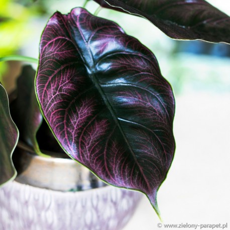 Alocasia Azlanii