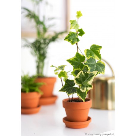 Hedera helix 'Gold Child' Bluszcz