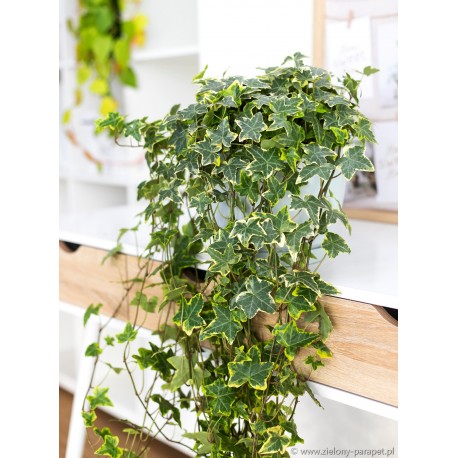 Hedera helix 'Gold Child' Bluszcz